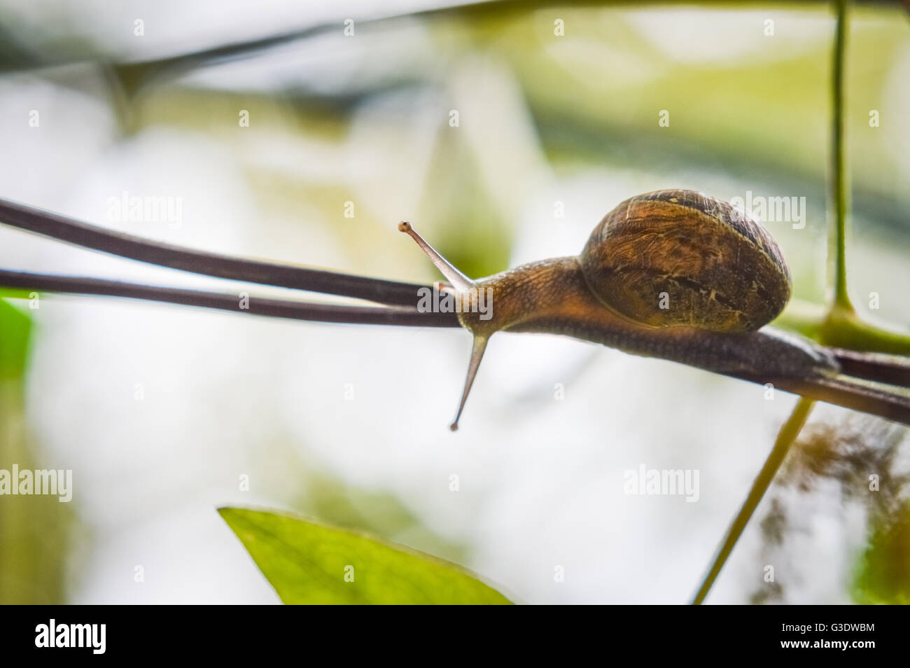 snail on a twig close up Stock Photo - Alamy