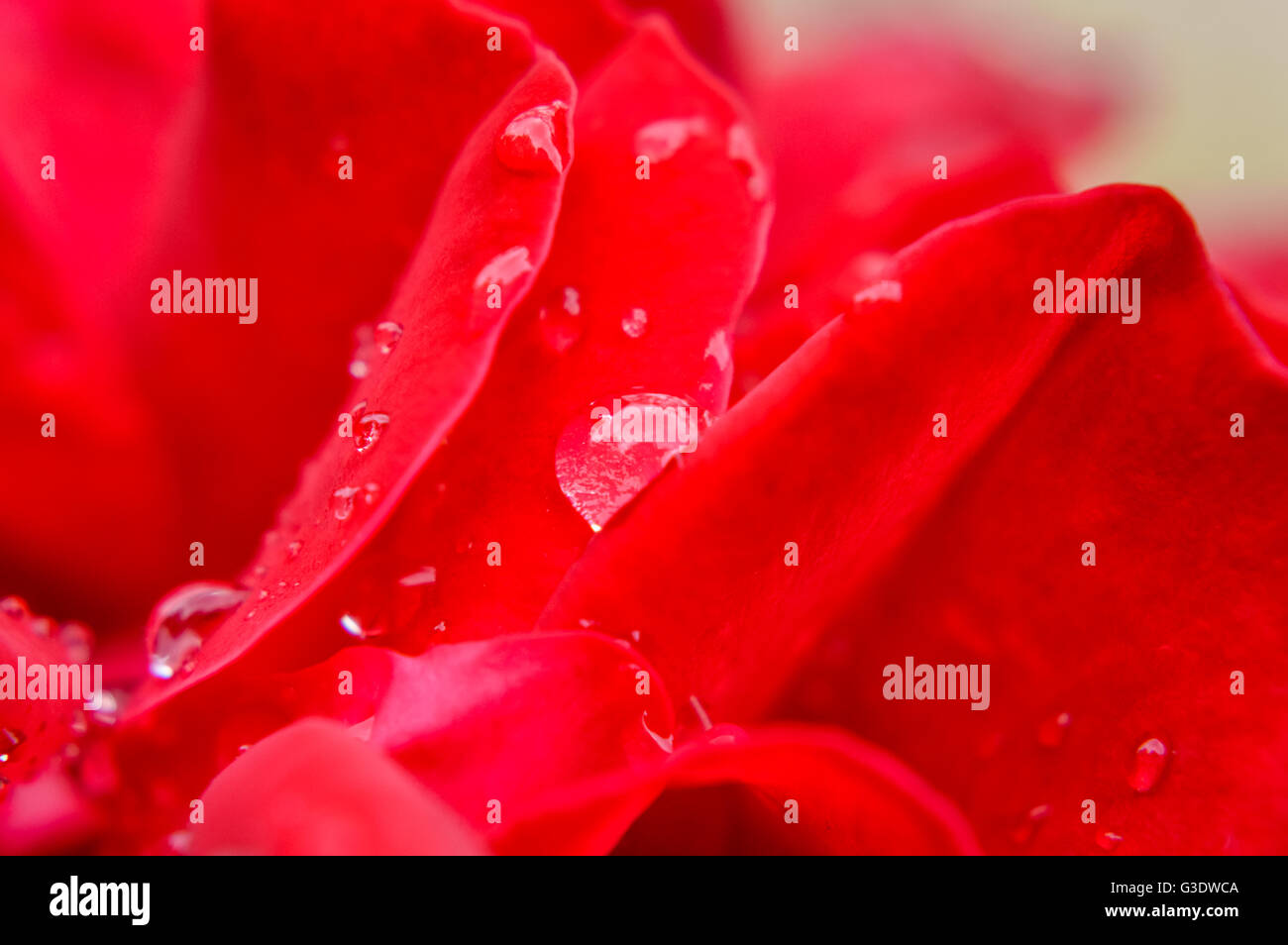 raindrops on silky red rose petals macro Stock Photo