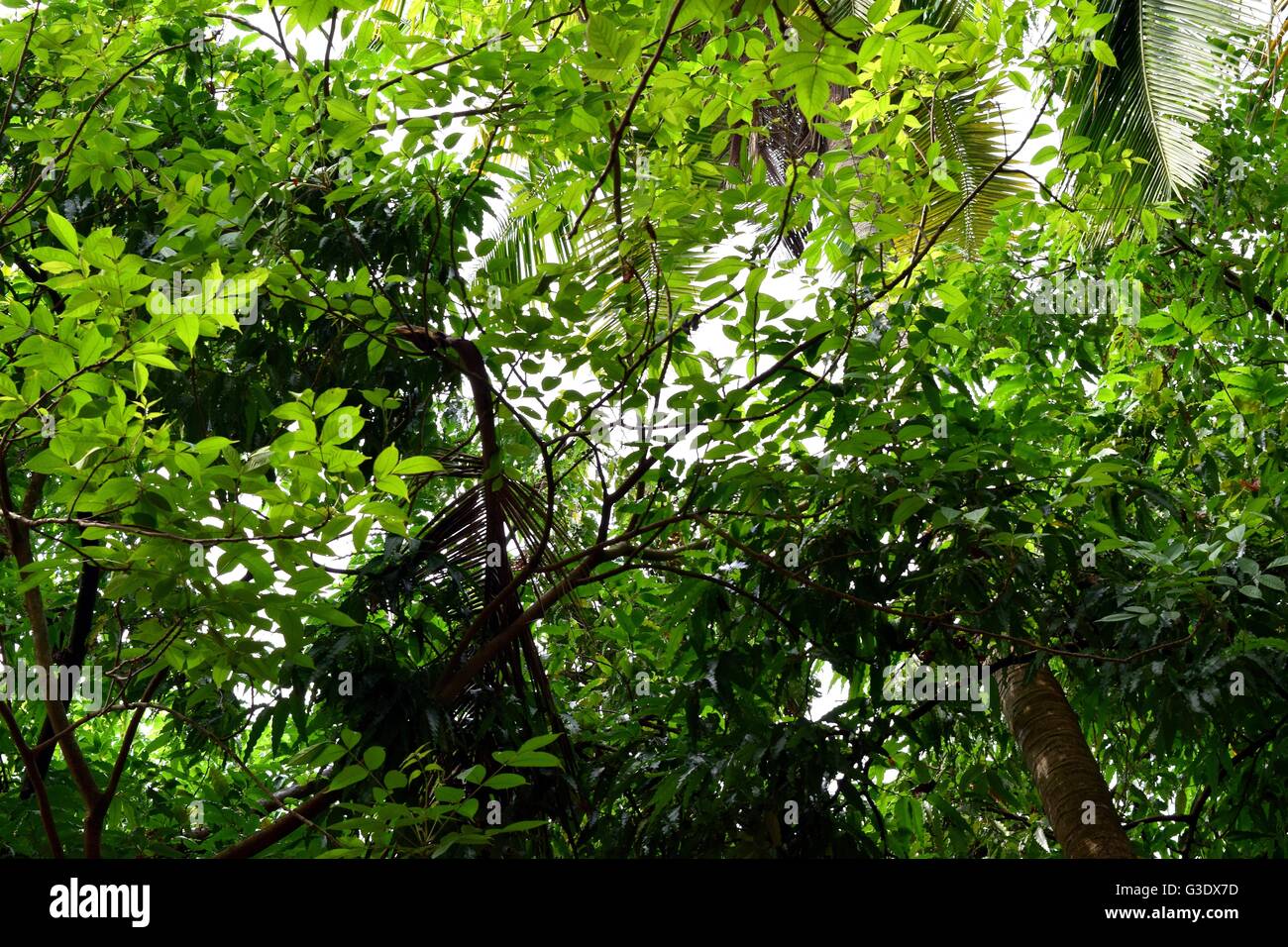 Tree, Leaf, Sunlight, Green, Tropical Climate, Light - Natural Phenomenon, Illuminated, Sunbeam, Nature, Lens Flare,divyesh Stock Photo