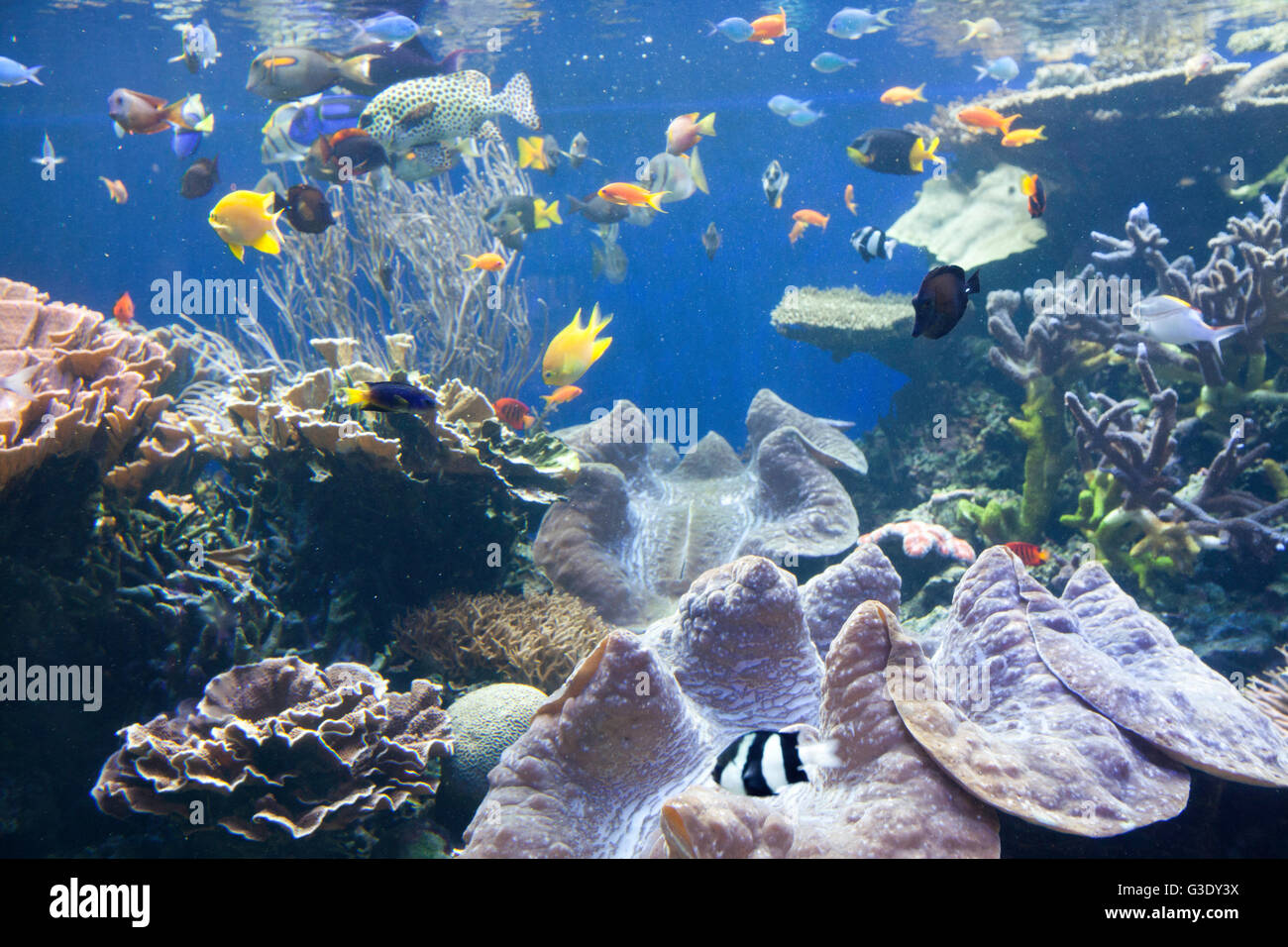 View of aquatic display at Waikiki Aquarium.  Fish and reef ecosystem. Stock Photo