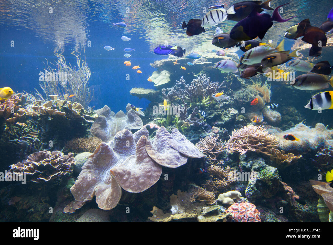 View of aquatic display at Waikiki Aquarium.  Fish and reef ecosystem. Stock Photo