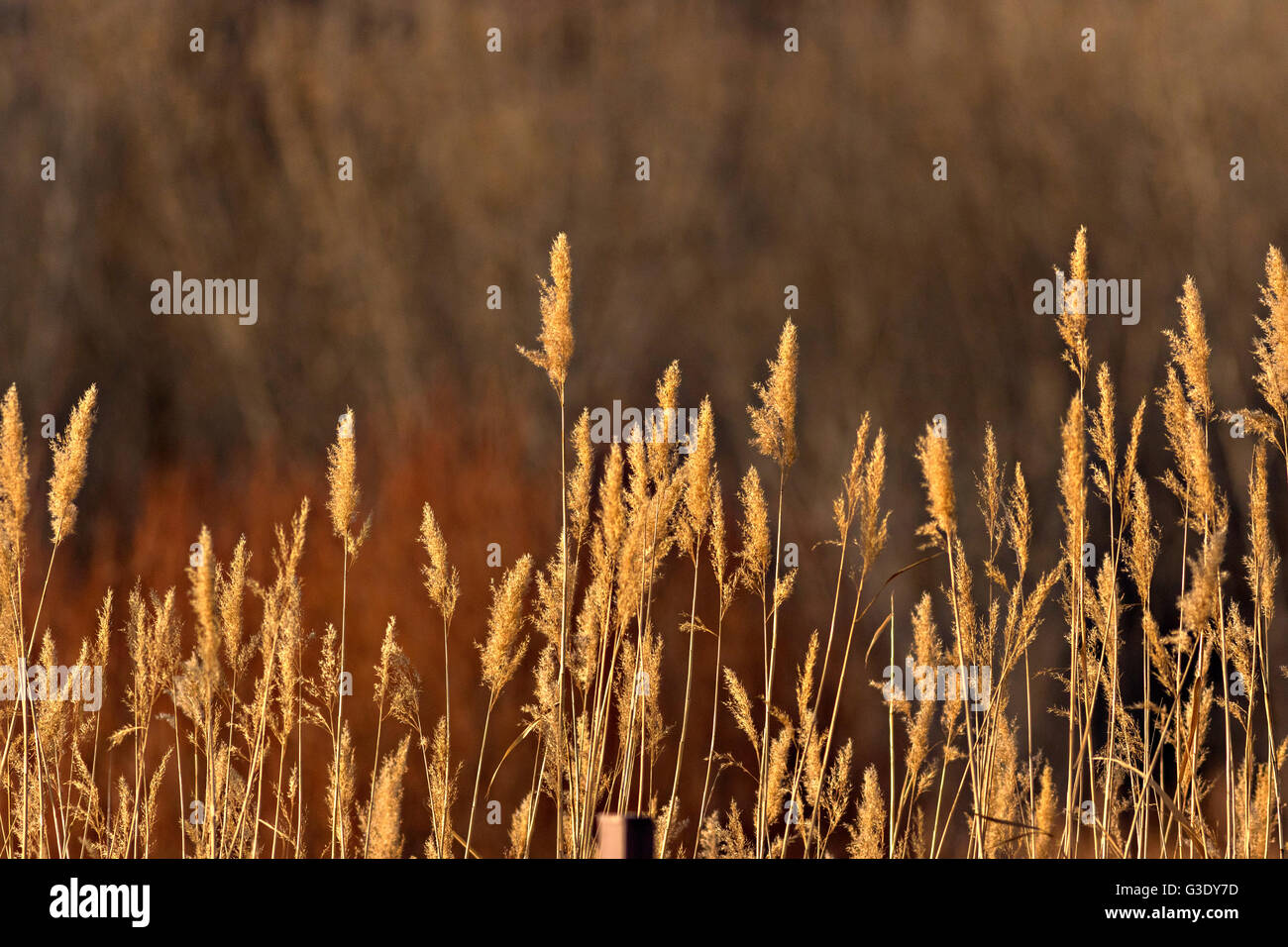 Muted colors of bulrush during winter at the Bosque del Apache National Wildlife Refuge in San Antonio, New Mexico. The refuge restored the original Rio Grande bottomlands habitat with native species. Stock Photo