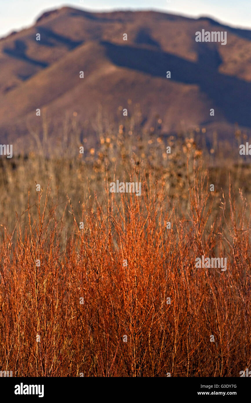Muted colors of dried bulrush, cottonwood and coyote willow thickets with the Chupadera Mountains during winter at the Bosque del Apache National Wildlife Refuge in San Antonio, New Mexico. The refuge restored the original Rio Grande bottomlands habitat with native species. Stock Photo