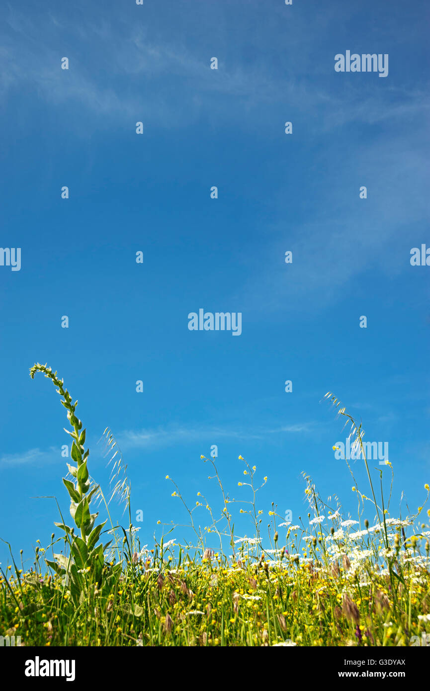 Low-angle view of flowers in a field against blue sky Stock Photo