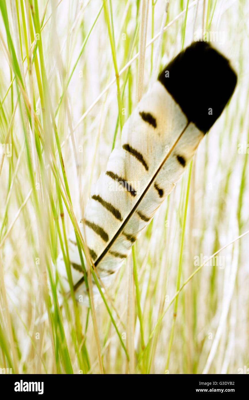 Feather stuck in tall grass Stock Photo