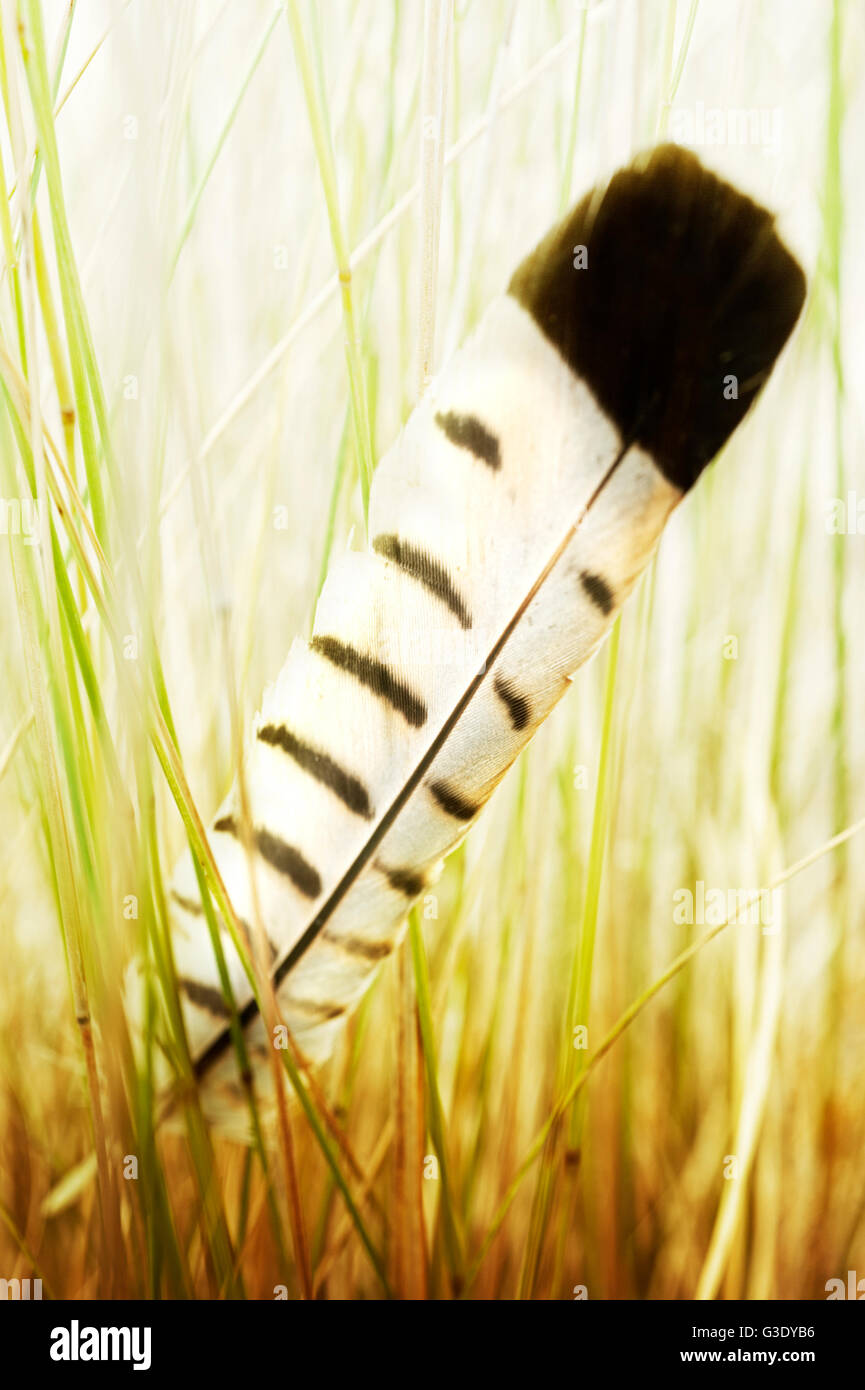 Feather stuck in tall grass Stock Photo