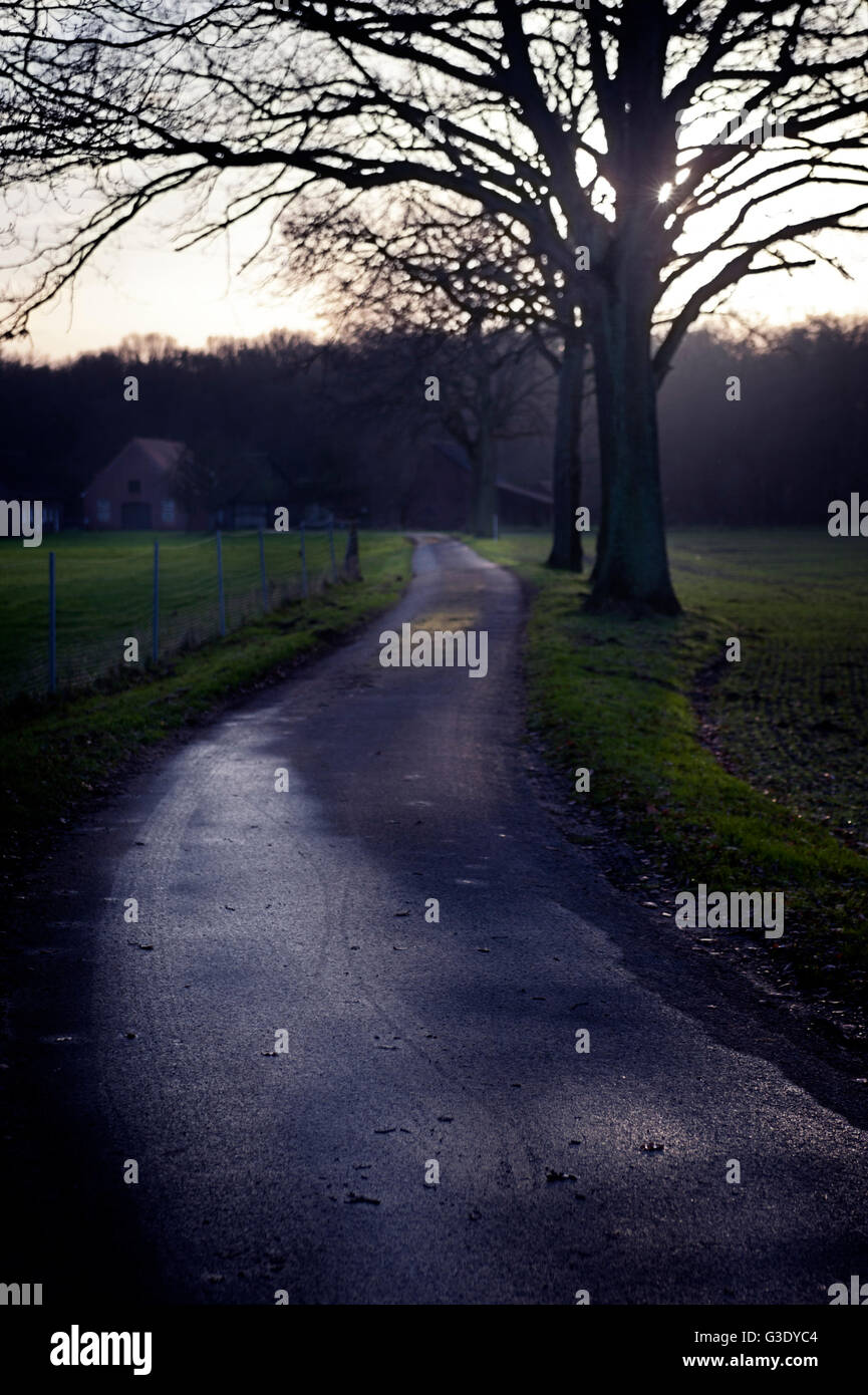 Empty rural road leading to a farmhouse on the fringes of a forest in Münsterland, North Rhine-Westphalia, Germany Stock Photo