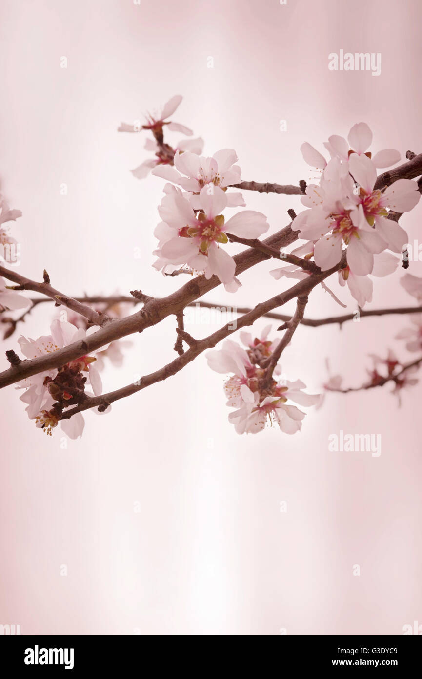 Almond blossoms against bright pink background Stock Photo