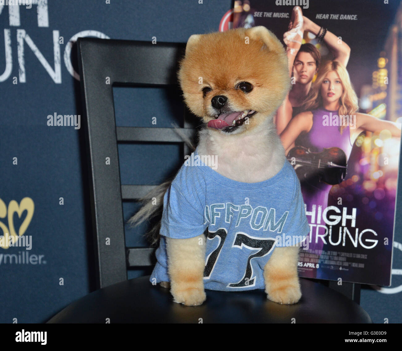 How Much Does A Jiffpom Dog Cost