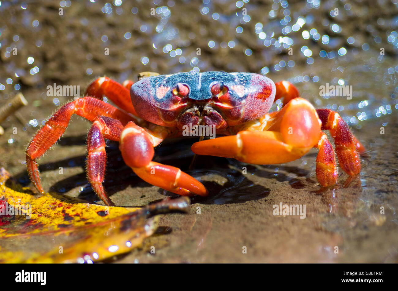 Christmas Island red crab (Gecarcoidea natalis) feeding on a leaf in a fresh water stream 