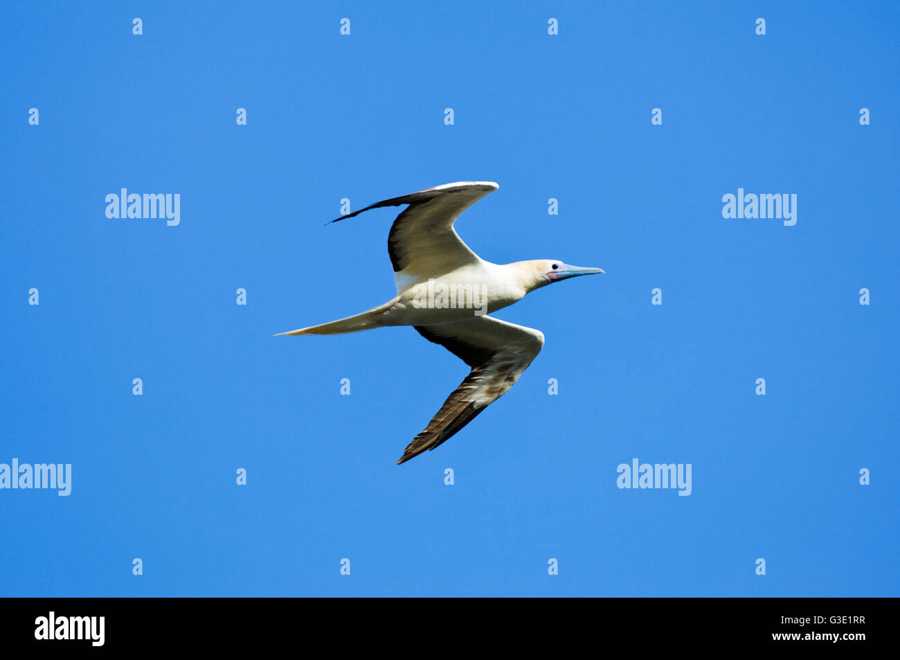 A red-footed booby (Sula sula), white morph, in flight. Christmas Island, Australia. Stock Photo