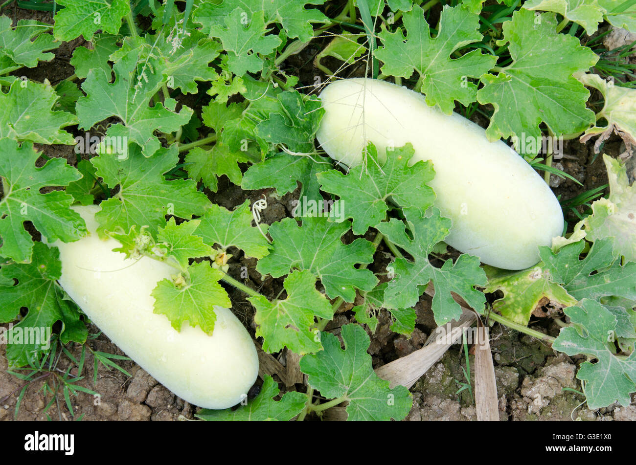 Agriculture  benincasa hispida or winter melon at grow plant crops Stock Photo