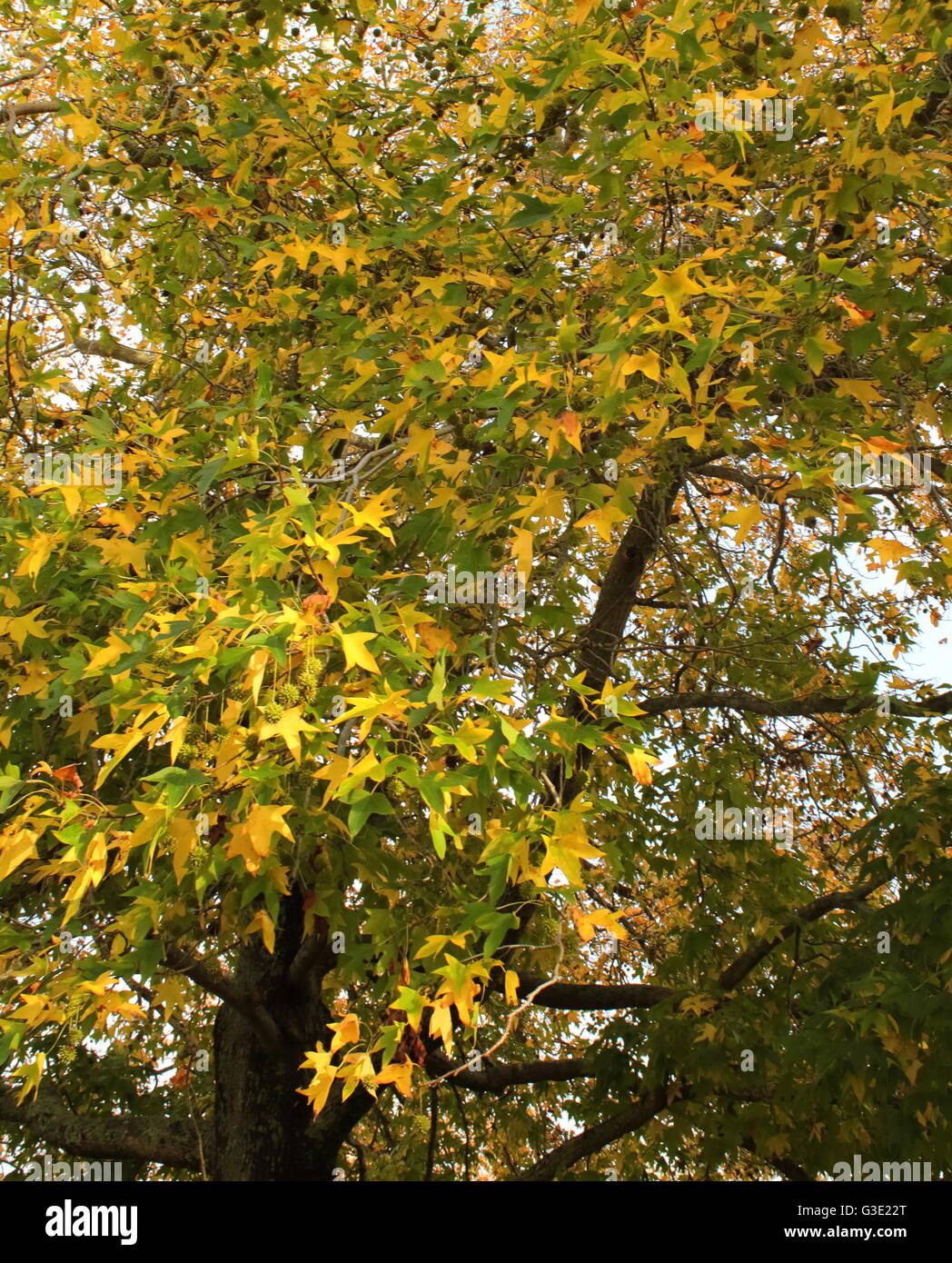 Tree with leaves turning yellow hires stock photography and images Alamy