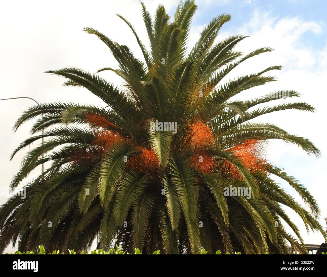 Palm tree with nuts Stock Photo
