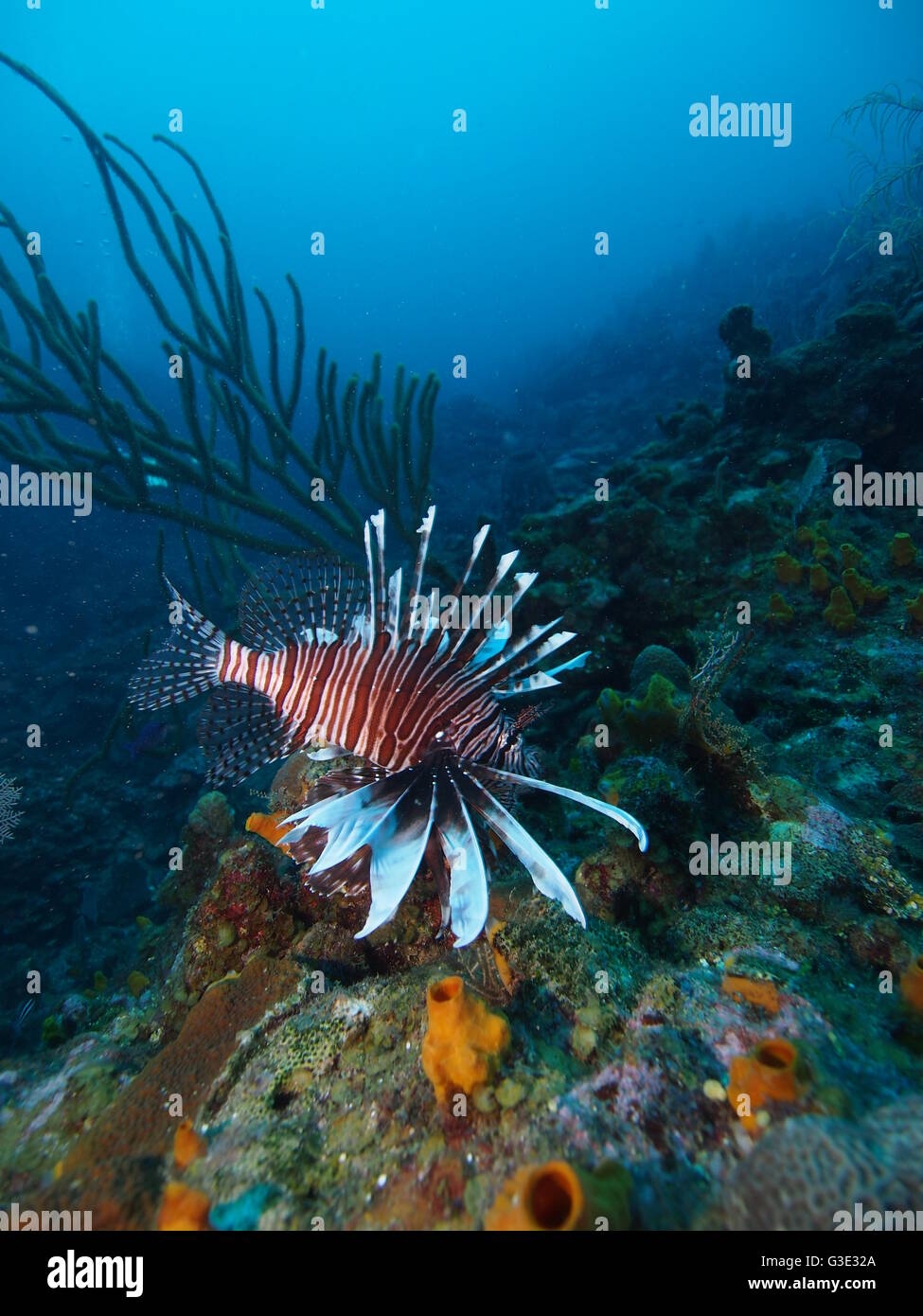 Lionfish Roatan Lionfish on a coral reef near Roatan, Honduras Stock Photo - Alamy