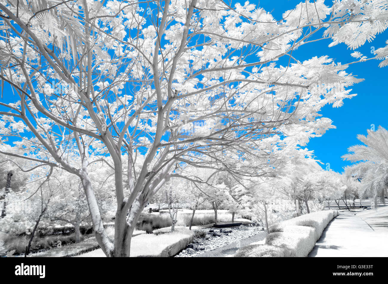 Infrared image of trees and shrubs in a park in false color Stock Photo