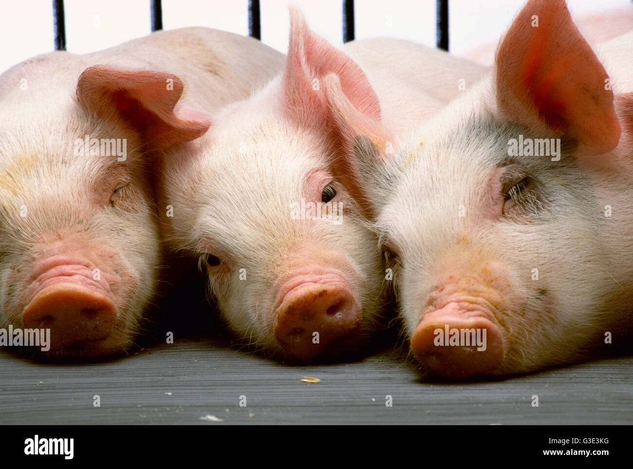 American yorkshire piglet hires stock photography and images Alamy