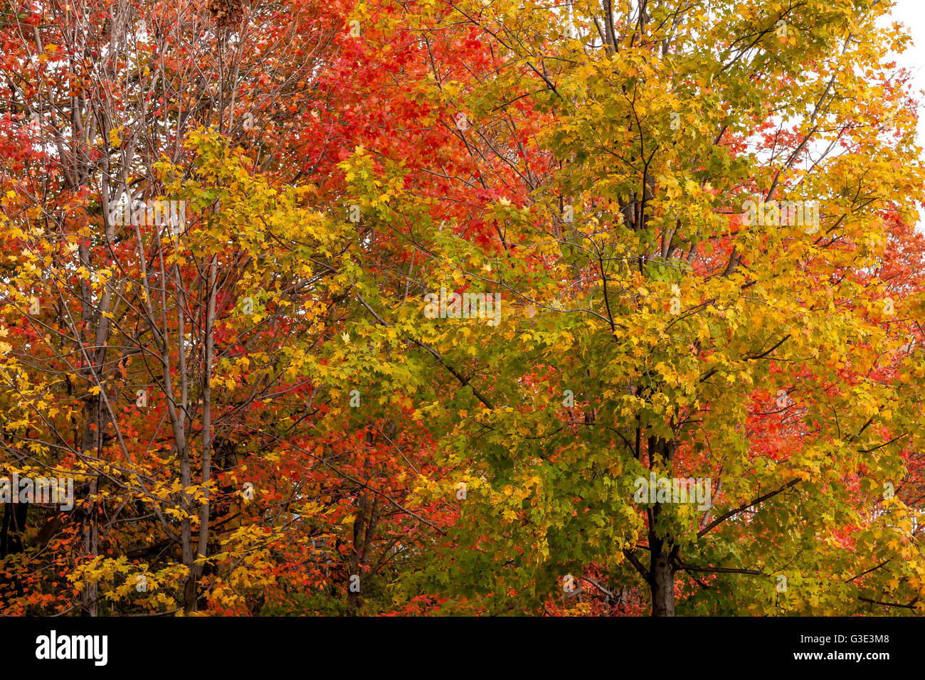 Autumn leaves on trees,colourful red yellow and golden leaves Stock Photo