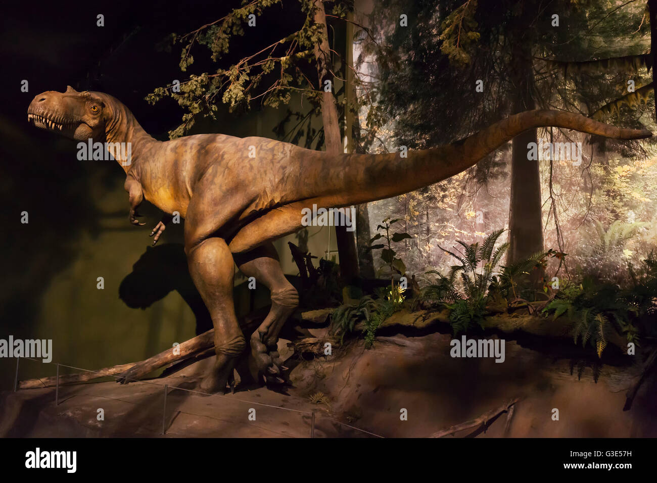 Dinosaur displays at the Royal Tyrell Museum Of Palaeontology; Drumheller, Alberta, Canada Stock Photo