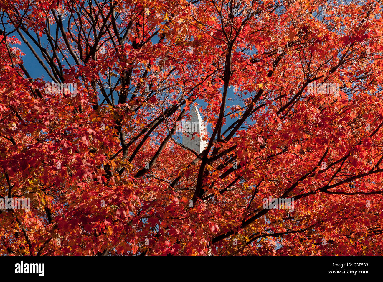 The top of The Washington Monument seen through crimson red leaves on a sunny Autumn day on the National Mall, Washington DC Stock Photo