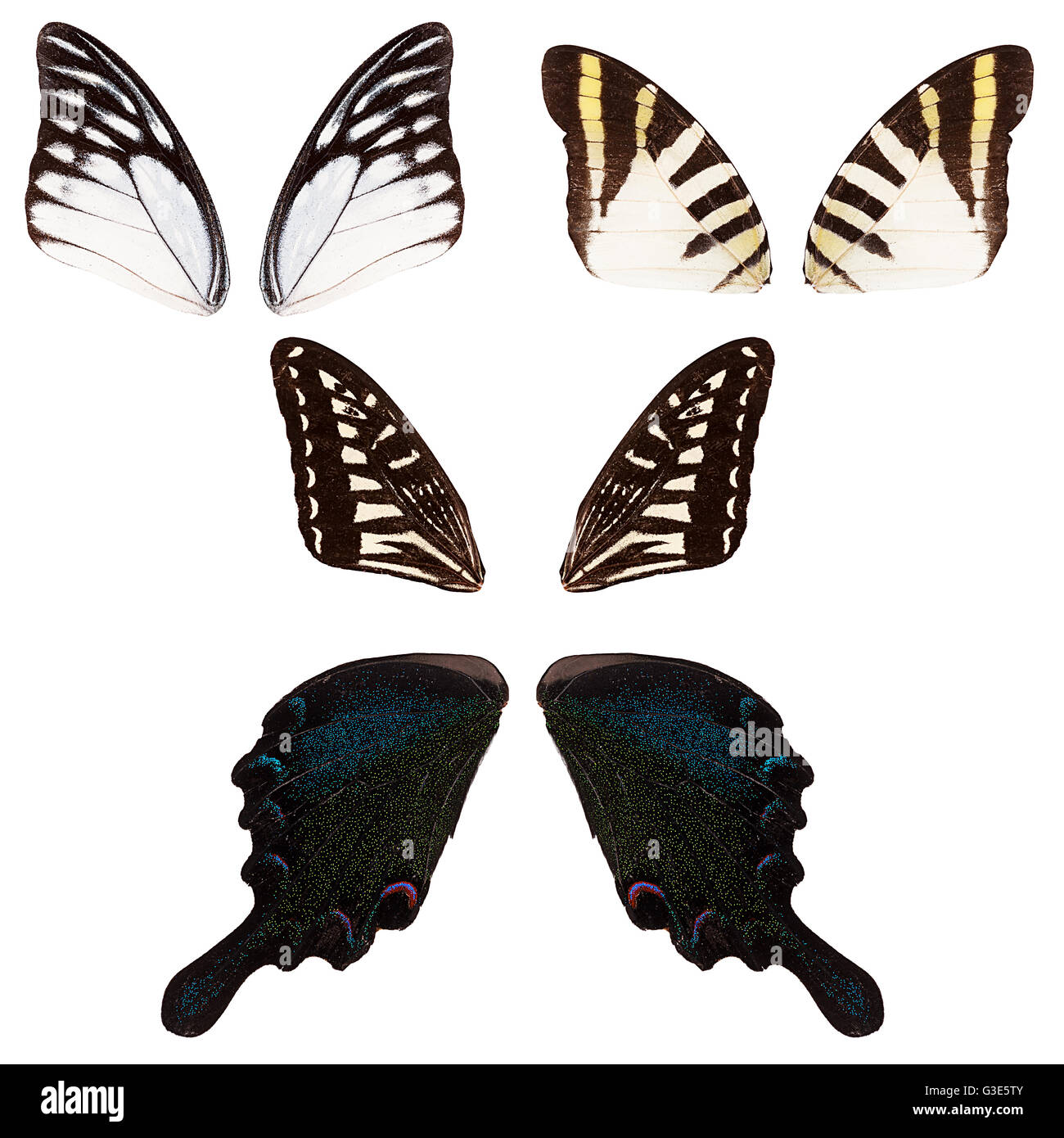 Set of different butterflies wings isolated on white Stock Photo