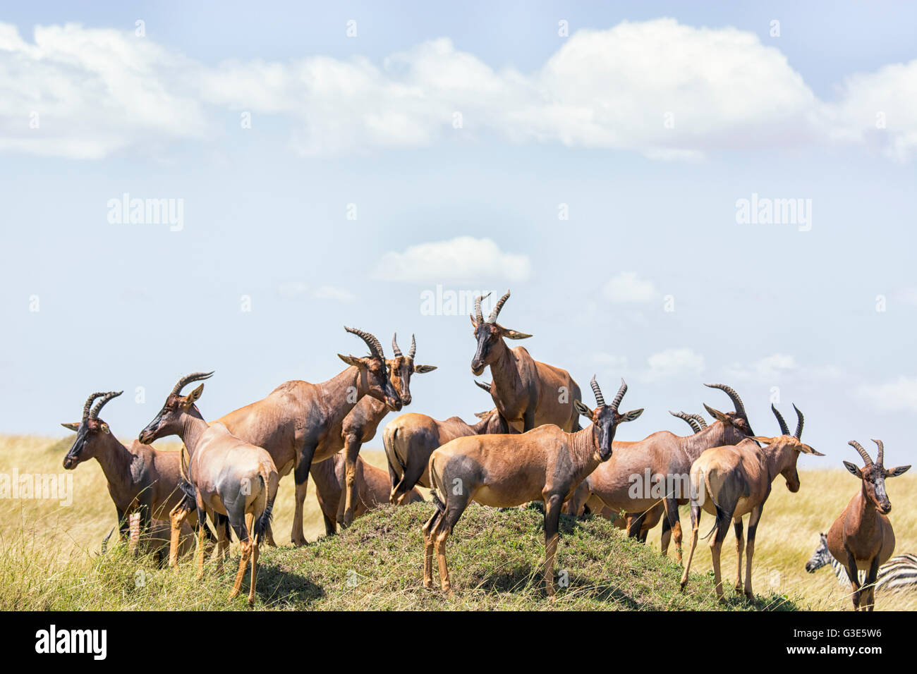 Herd of Topi, Damaliscus lunatus, gathered on a termite mound in the Masai Mara, Kenya, East Africa Stock Photo