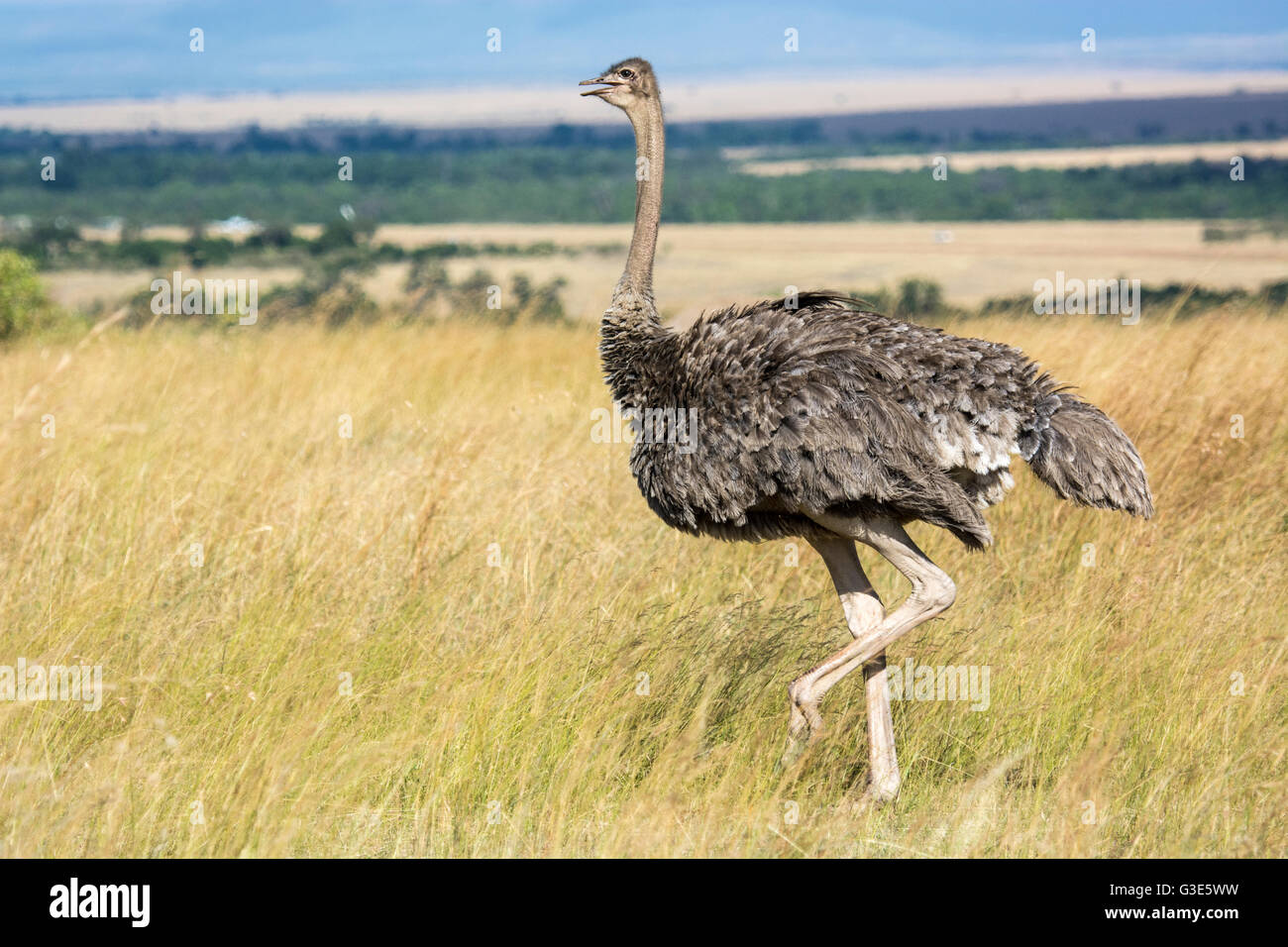 Side View of a wild adult Ostrich, Struthio camelus, walking in the Masai Mara National Reserve, Kenya, East Africa Stock Photo