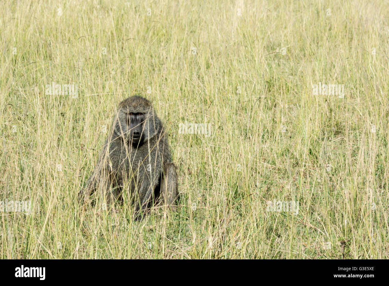 One Solitary Adult Wild Olive Baboon, Papio anubis, sitting in tall grass in the Masai Mara National Reserve, Kenya, East Africa Stock Photo