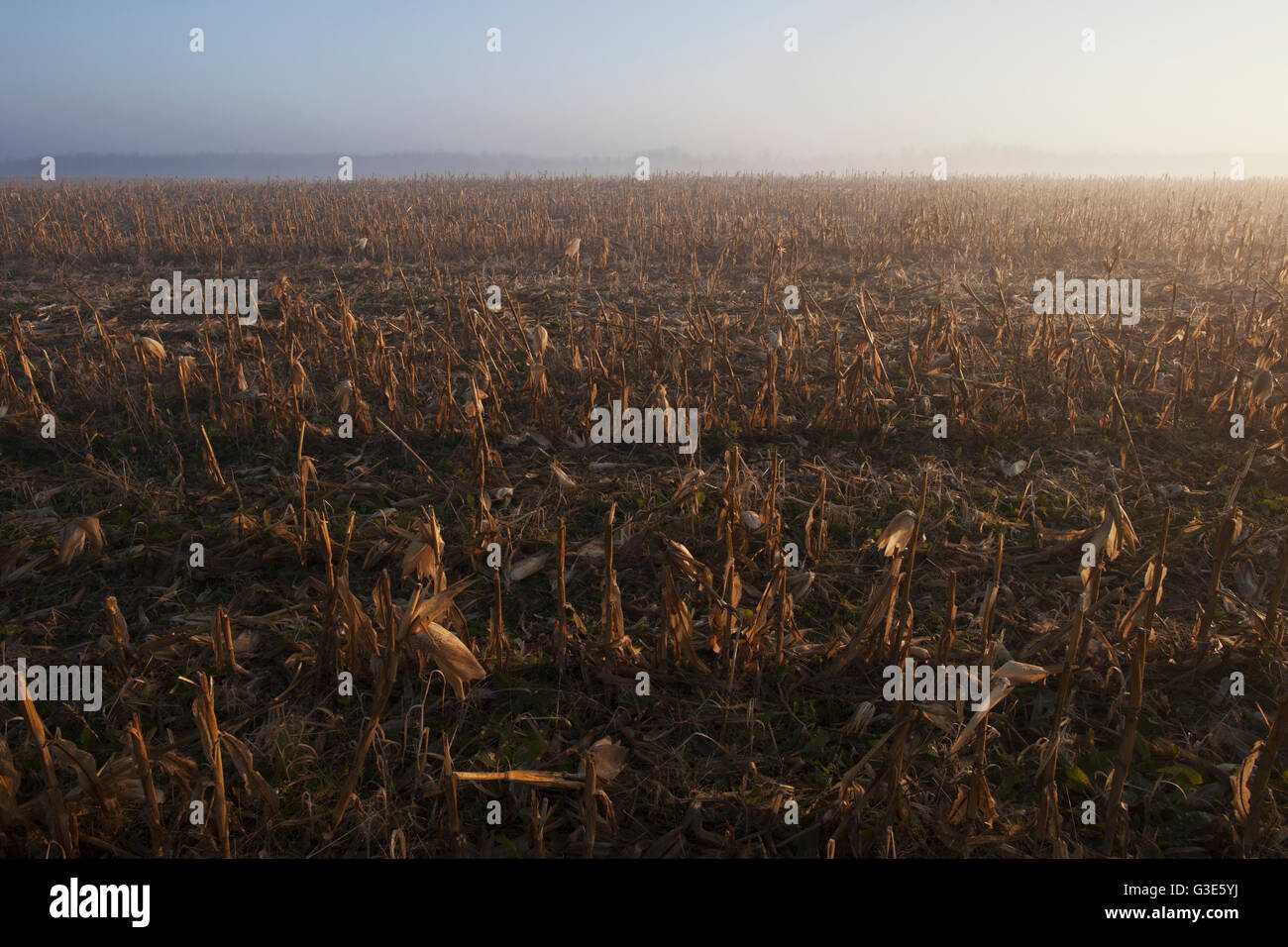 Harvested cornfield at sunrise; Mosborough, Ontario, Canada Stock Photo
