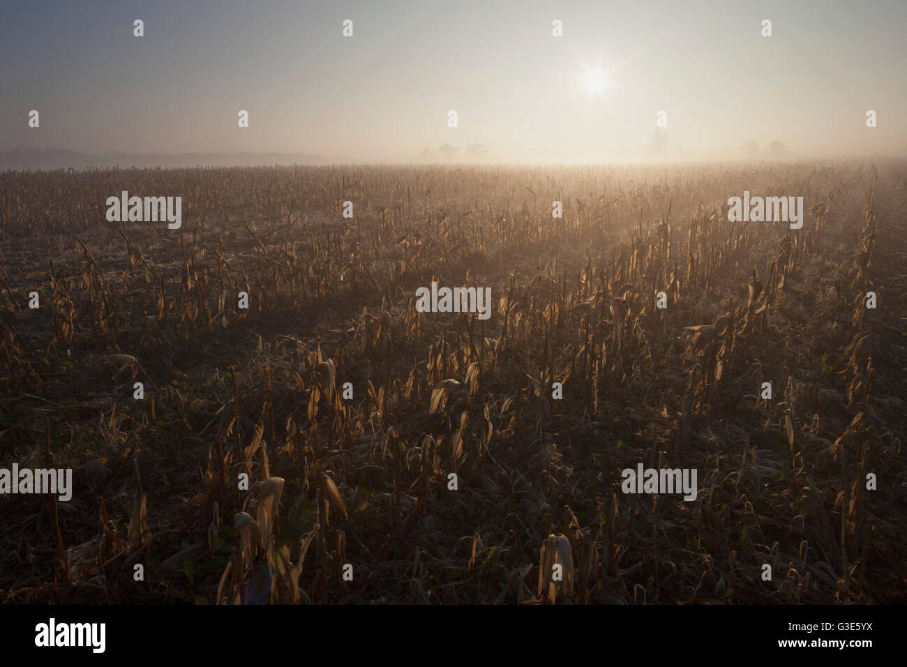 Harvested cornfield at sunrise; Mosborough, Ontario, Canada Stock Photo