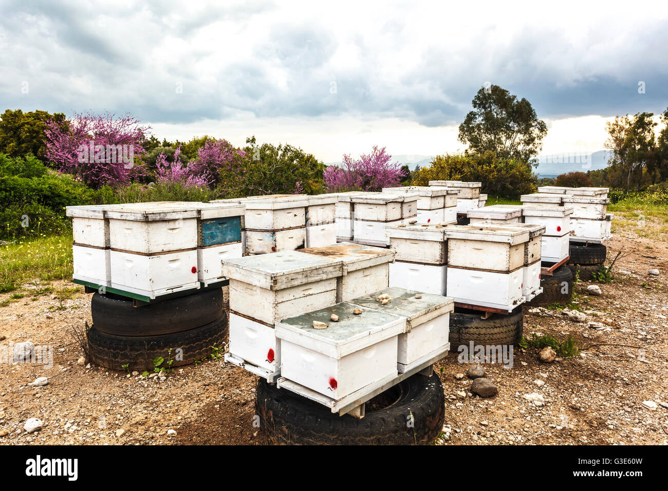Wooden frames for beekeeping; Israel Stock Photo