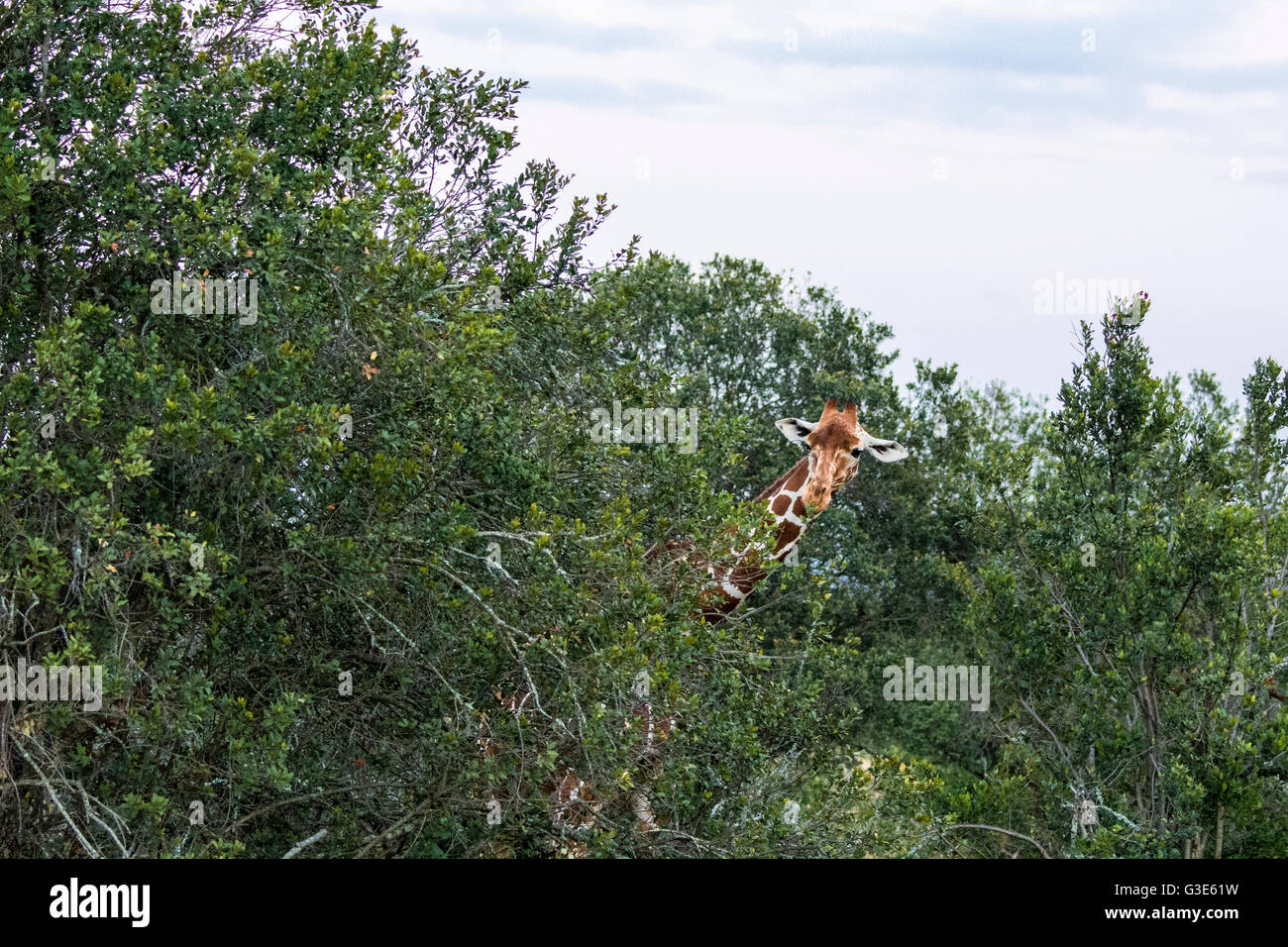 Reticulated Giraffe, Giraffa camelopardalis reticulata, peeking out from trees at Ol Pejeta Conservancy, Kenya, East Africa Stock Photo