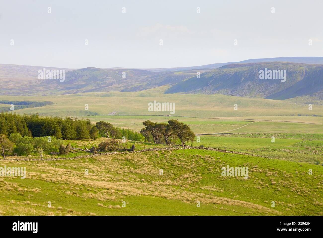Forest in Teesdale. Noon Hill and Cronkley Scar, North Pennines, Durham Dales, County Durham, England, United Kingdom, Europe. Stock Photo