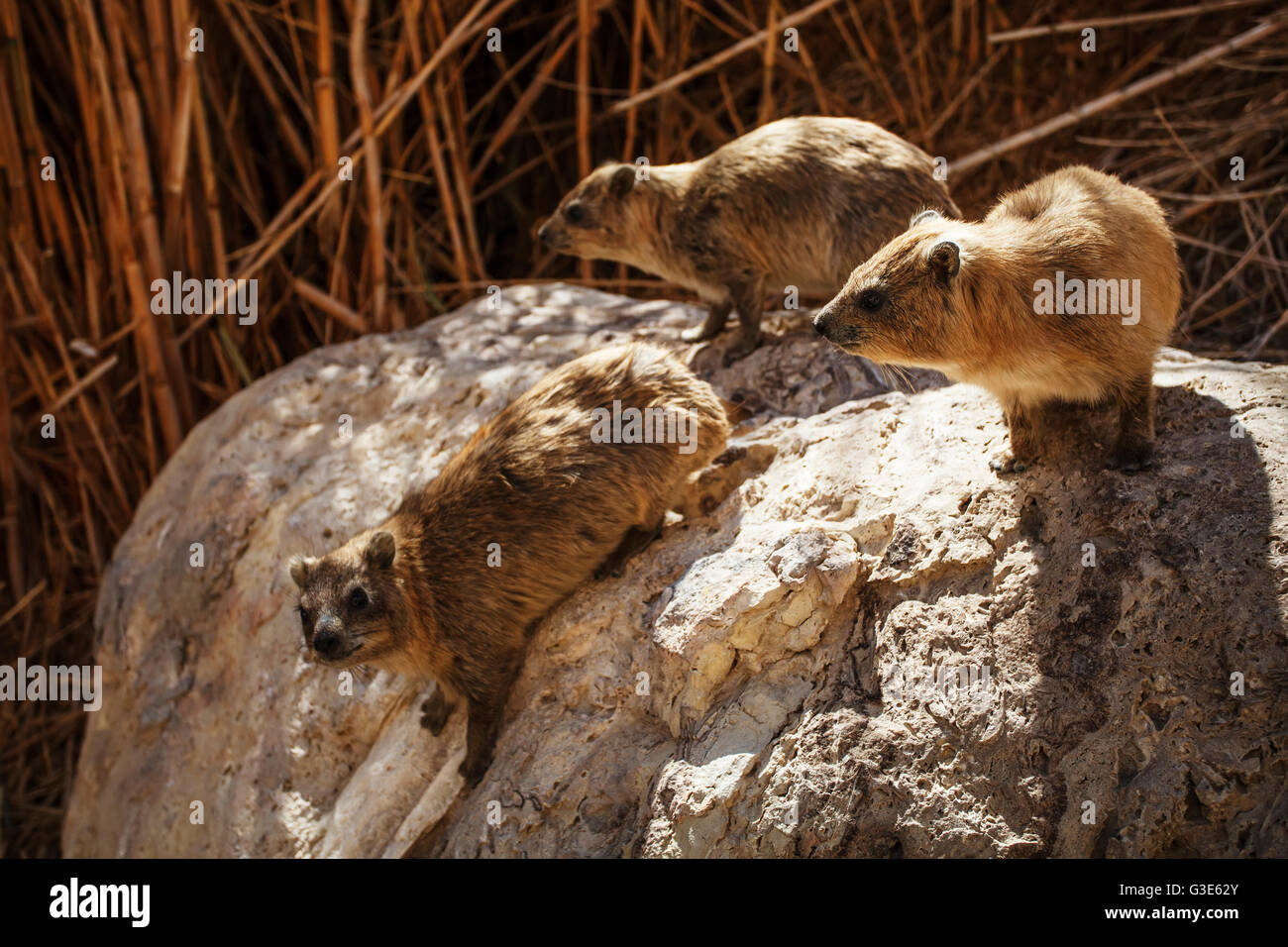 Ein gedi animals hi-res stock photography and images - Alamy