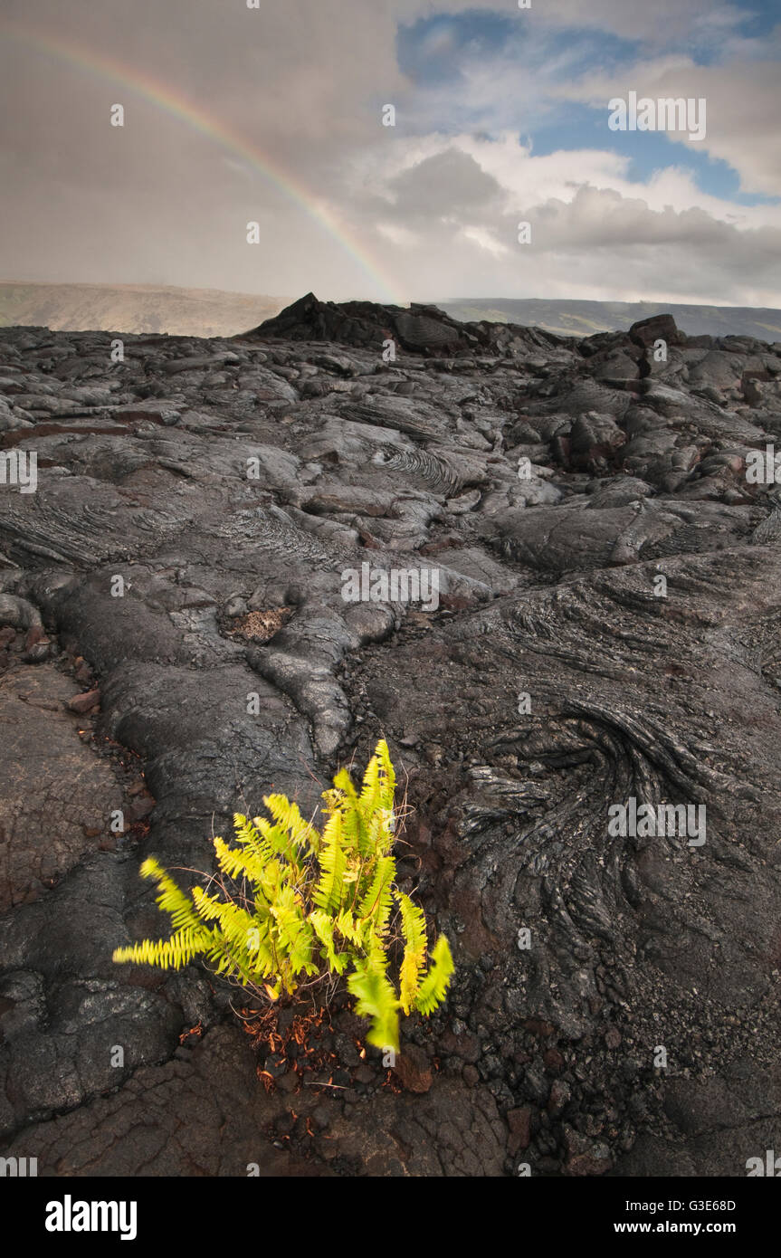 Fern growing from a cooled lava bed in Hawaii Volcanoes National Park; Island of Hawaii, Hawaii