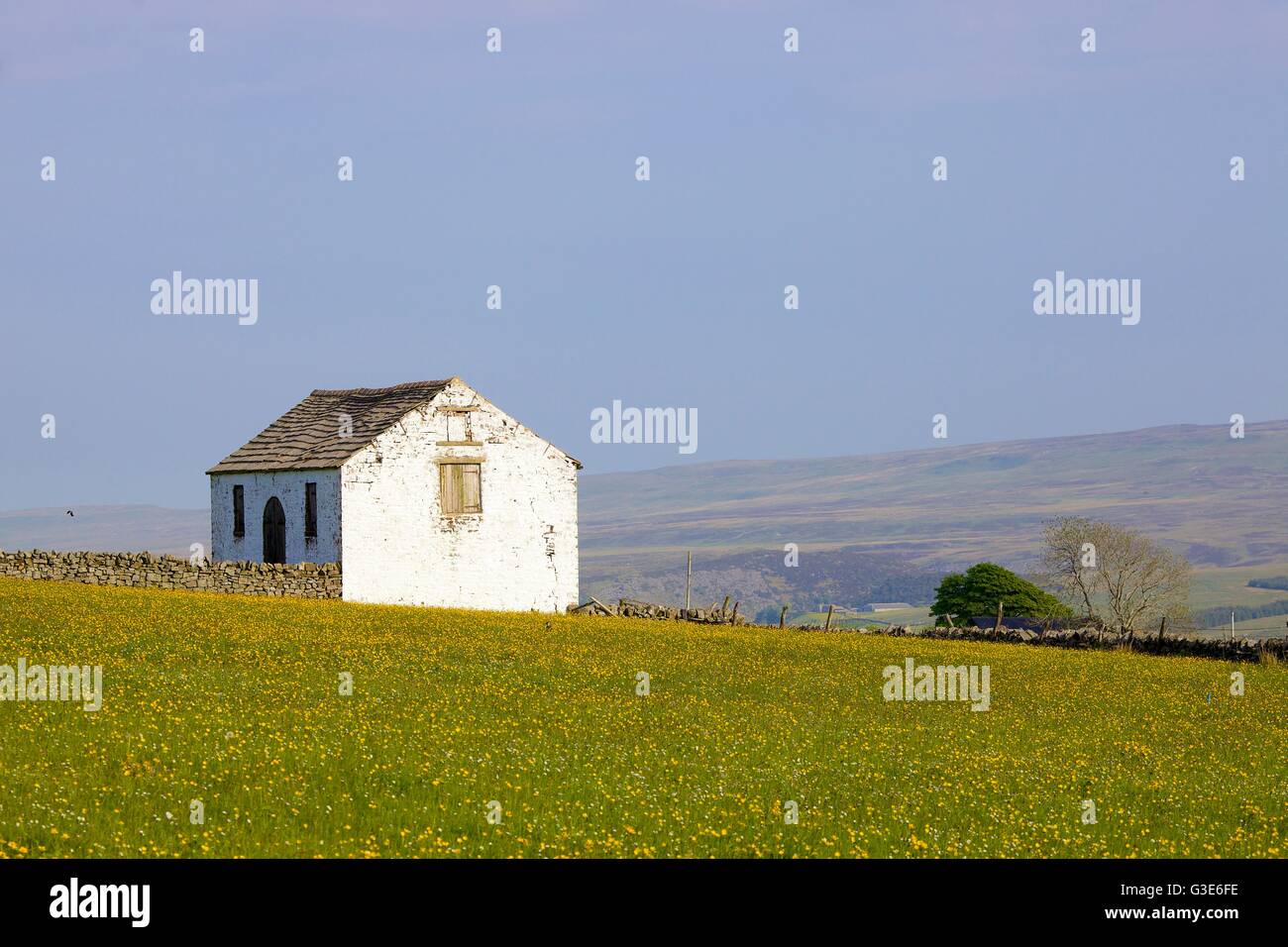 White barn in flower meadow. Forest in Teesdale, North Pennines, Durham Dales, County Durham, England, United Kingdom, Europe. Stock Photo