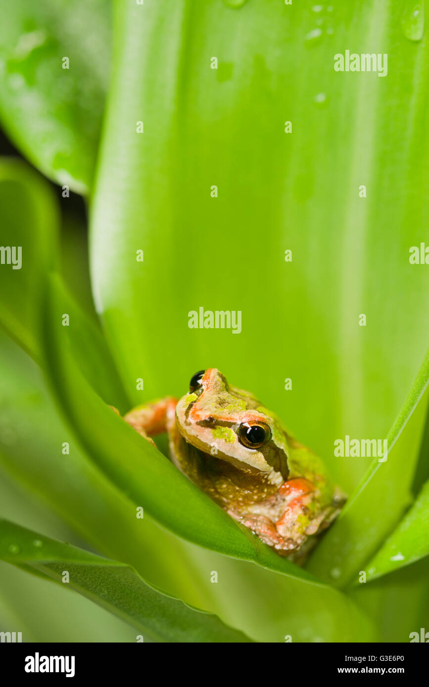 Pacific Chorus Frog (Pseudacris regilla) in leaf rosette; St. Albert, Alberta, Canada Stock Photo