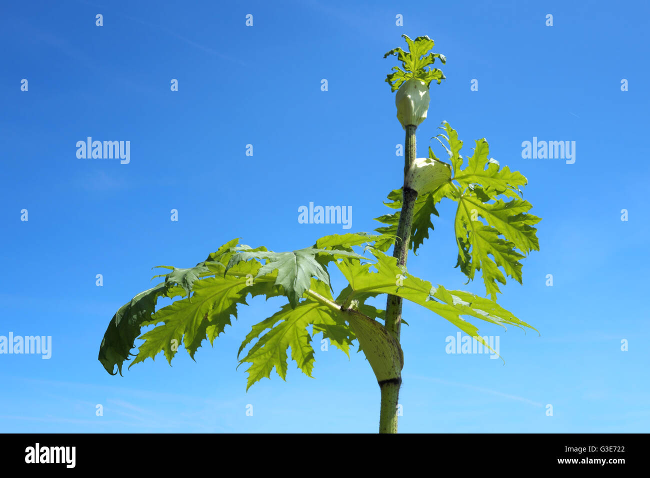 Heracleum mantegazzianum, commonly known as giant hogweed Stock Photo
