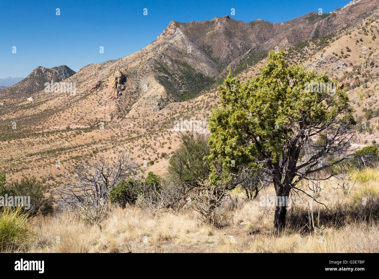 A juniper tree growing along the Arizona Trail in the southern