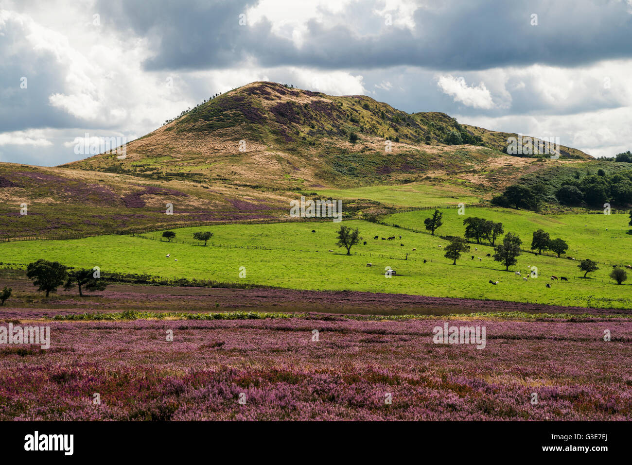 Lush grass fields and a hill under a cloudy sky and blossoming pink flowers in the foreground; Yorkshire, England Stock Photo