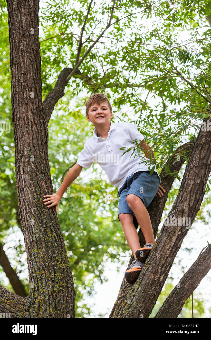 Young boy climbing in a tree in a park; Edmonton, Alberta, Canada Stock