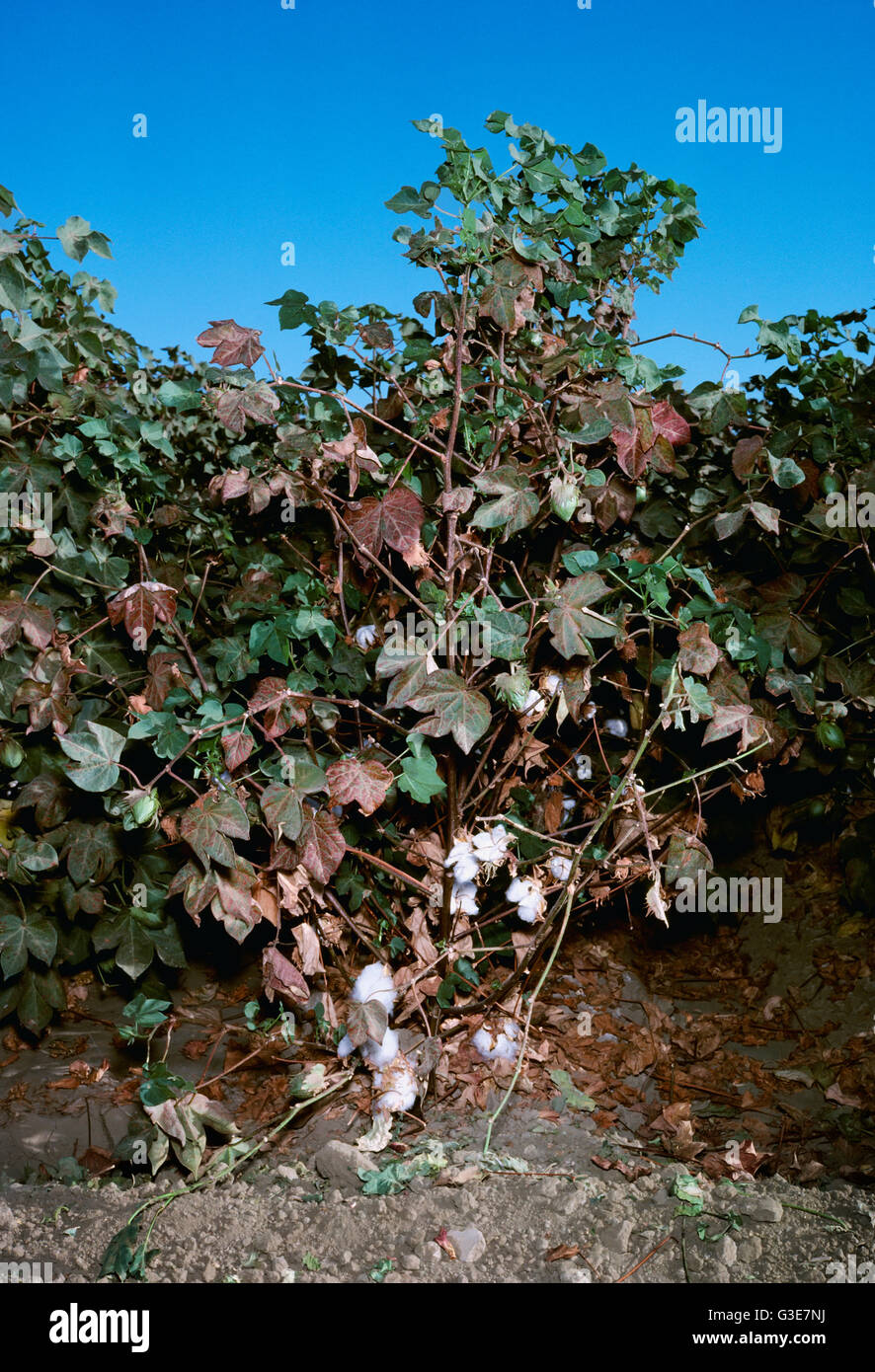 Agriculture Crop damage, Spider mite (Tetranychus sp.) damage to