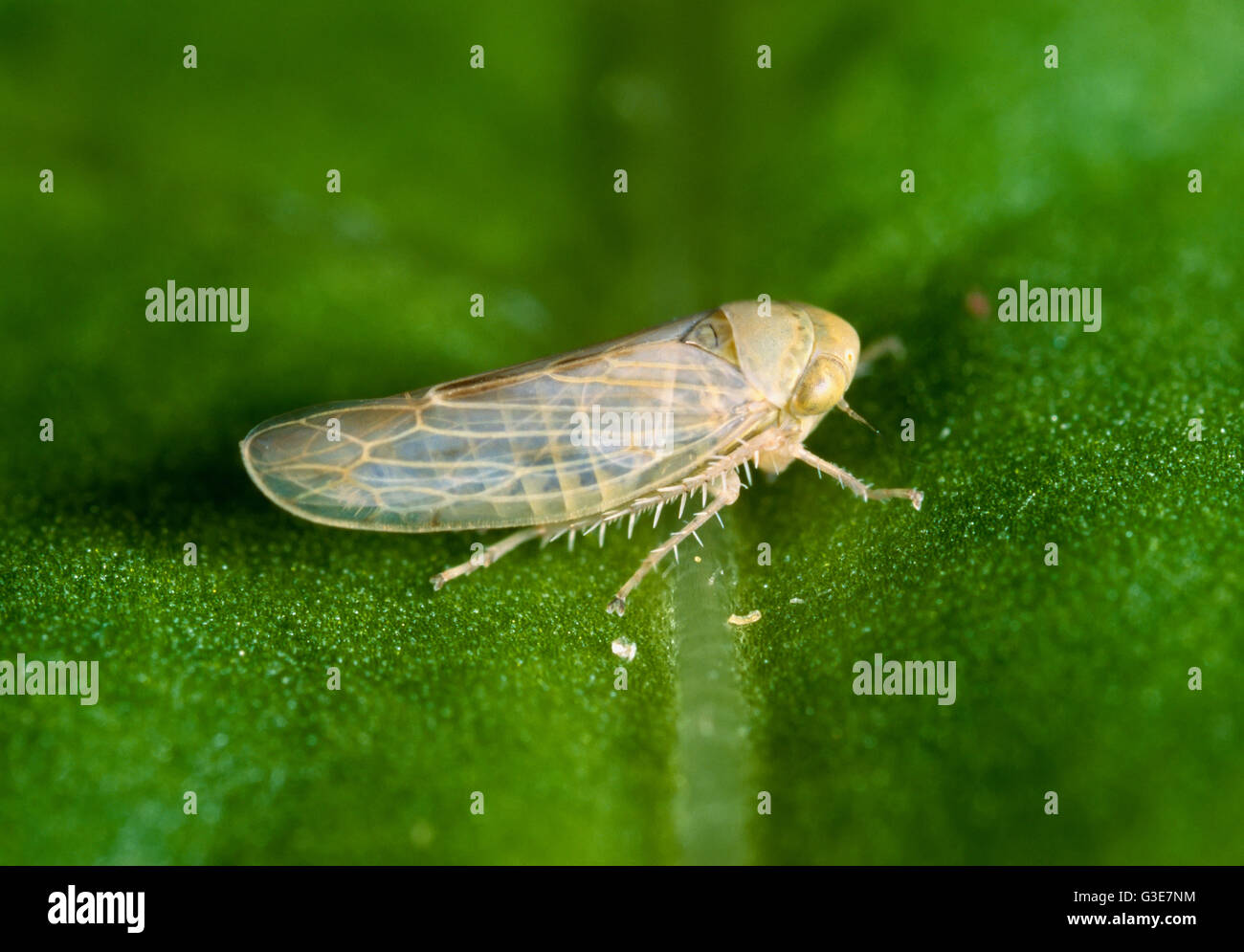 Agriculture - Beet leafhopper (Circulifer tenellus) adult resting on the surface of a sugar beet leaf (6X). Stock Photo