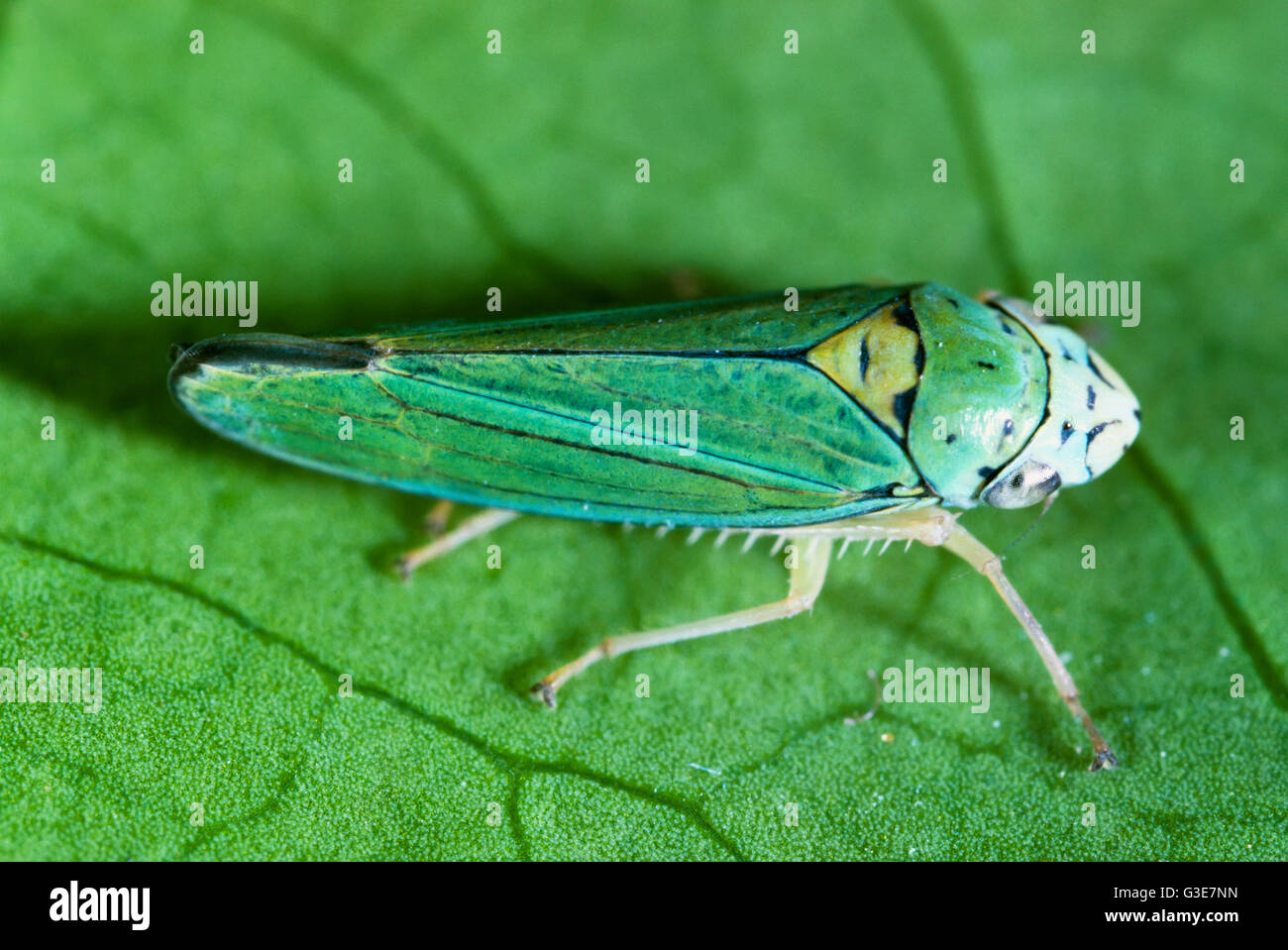 Agriculture - Blue-green sharpshooter (Graphocephala atropunctata) adult, spreads Pierces virus. Stock Photo