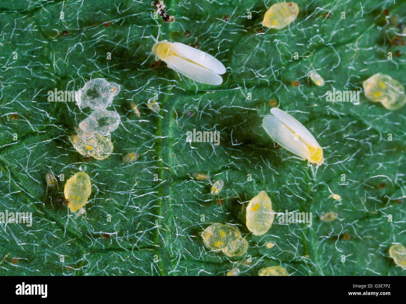 Agriculture Sweetpotato whitefly (Bemisia tabaci) nymphs and adults