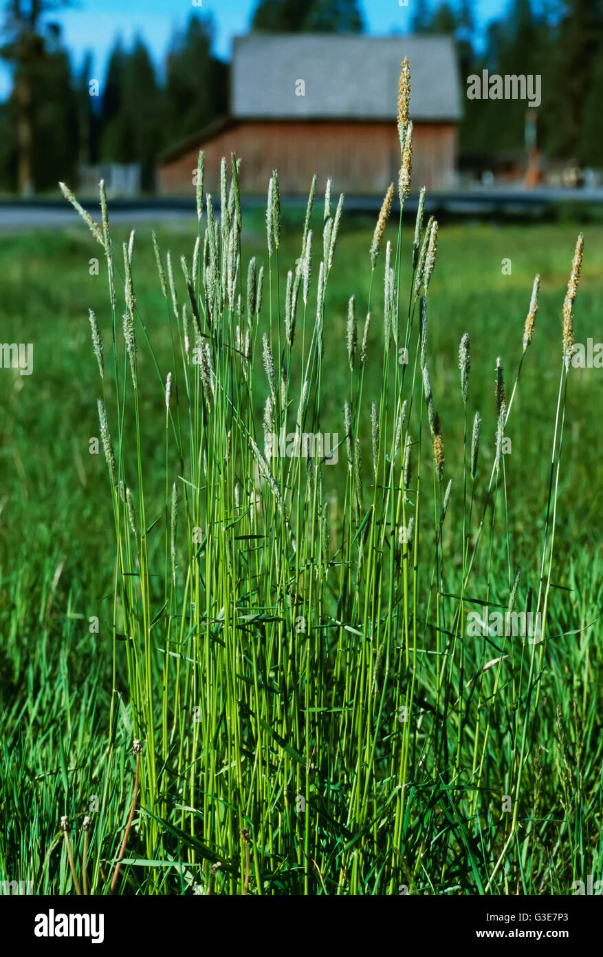 Pasture weeds hi-res stock photography and images - Alamy