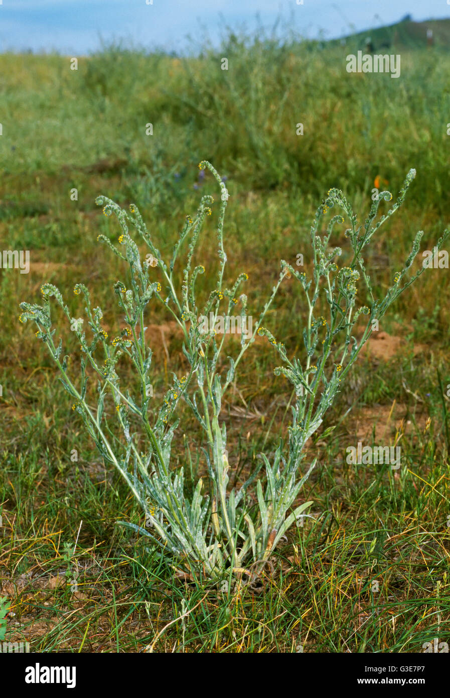 Agriculture - Weeds, Menzies Fiddleneck (Amsinckia menziesii, var. menziesii) aka. Small-flowered Fiddleneck; flowering plant / California, USA. Stock Photo
