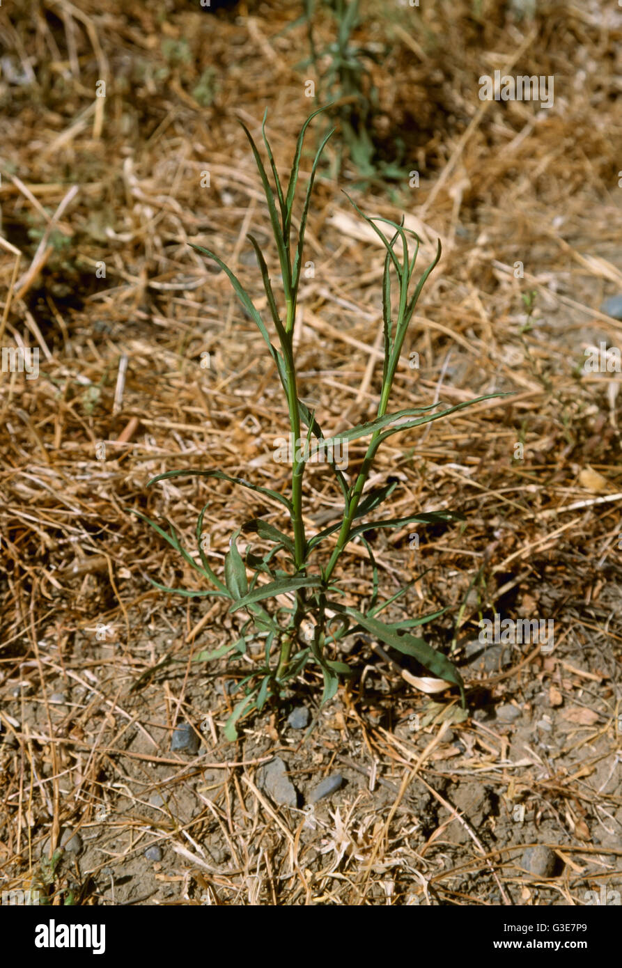 Agriculture - Weeds, Slender Aster (Aster subulatus, var. ligulatus) aka. Annual Aster, Slim Aster; immature plant / California, USA. Stock Photo