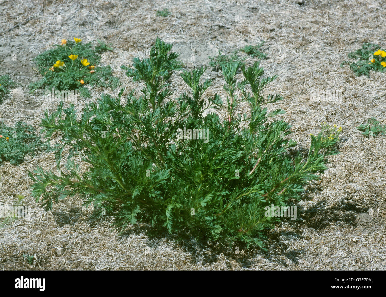 Agriculture - Weeds, Biennial Wormwood (Artemisia biennis) aka. Biennial Sagewort; immature plant / California, USA. Stock Photo