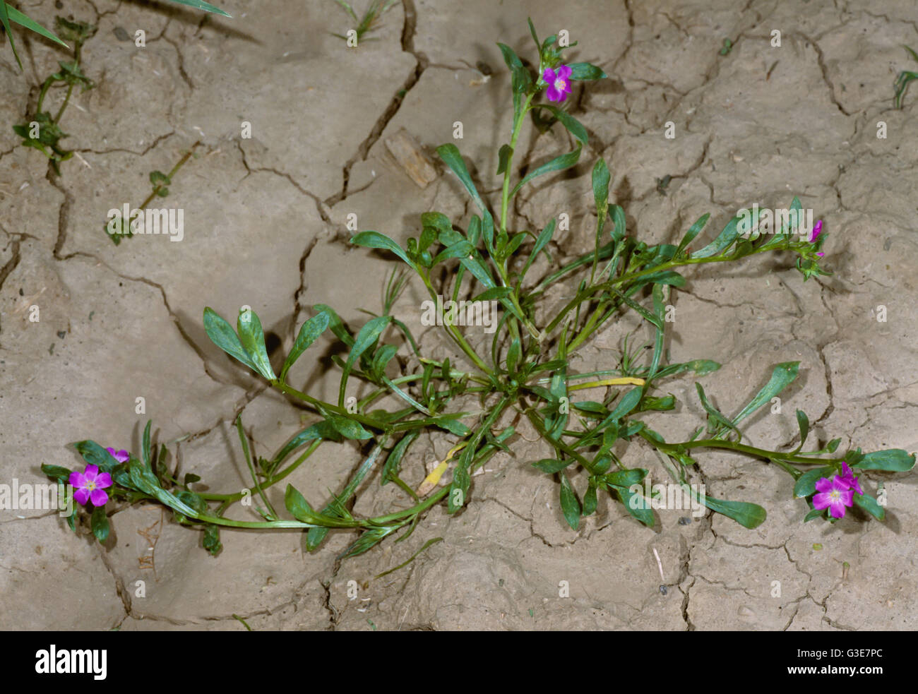Agriculture - Weeds, Redmaids (Calandrinia ciliata) aka. Desert Rockpurslane, Fringed Redmaids, Kisses; flowering plant / California, USA. Stock Photo